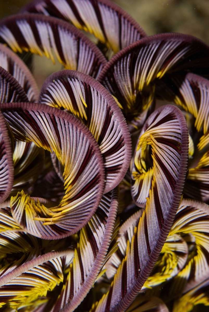 Indonesia, Misool Island Detail of a crinoid